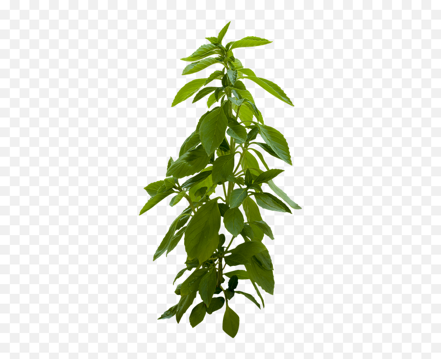 Woody Plant Png Free - Portable Network Graphics,Plant Png