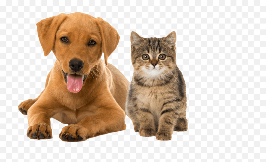 Canine Connection U2013 Doggie Daycare Grooming And More - Cat Dog Png,Dog Png Transparent
