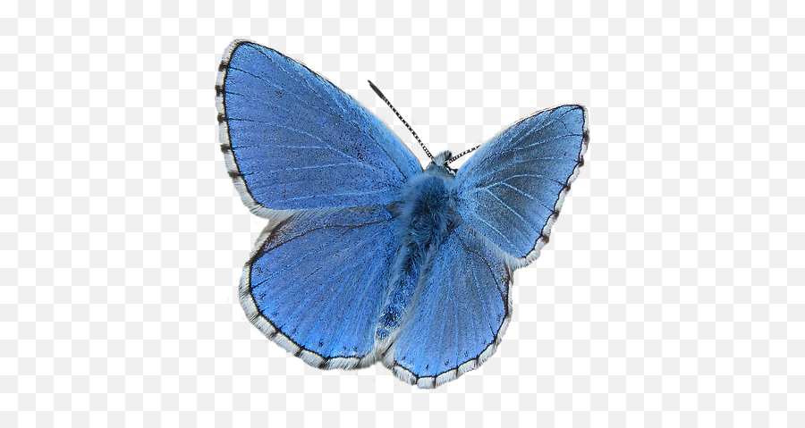 Butterfly Blue - Free Image On Pixabay Common Blue Butterfly Png,Blue Butterflies Png
