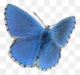 Butterfly Blue - Free Image On Pixabay Common Blue Butterfly Png,Blue Butterflies Png