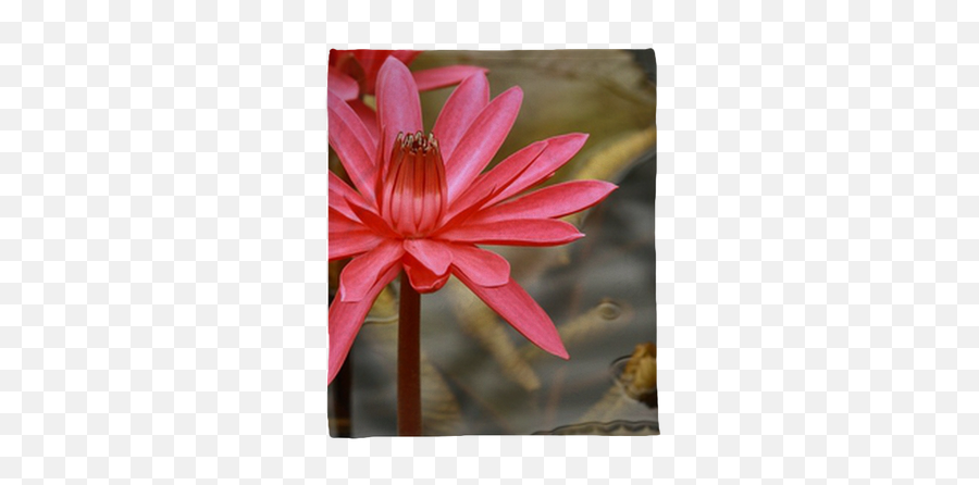 Plush Blanket Detail Of Red Water Lily - Pixersus Water Lily Png,Water Lily Icon