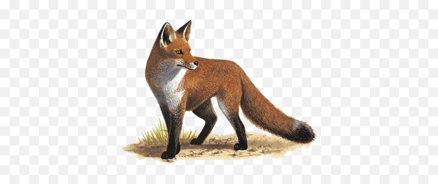Fox Png Transparent Images Free Download