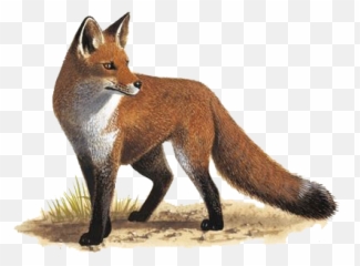 Fox Png Transparent Images Free Download