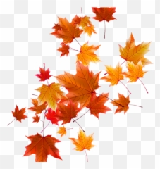 Download Free Autumn Falling Vector Leaf Png Photo Icon - Real Leaves Png