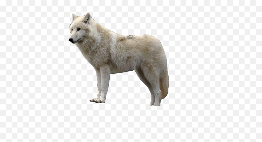 White Wolf With Transparent Png - White Wolf Png,Howling Wolf Png