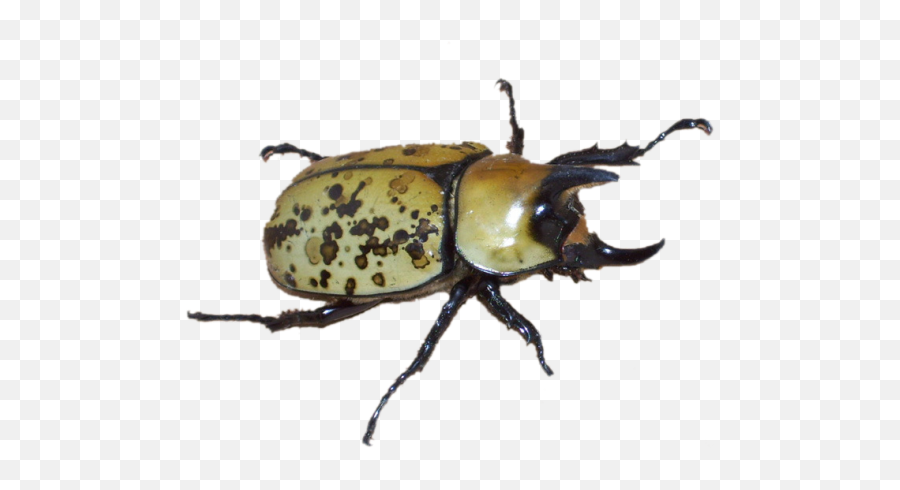 Nature Pngs Tumblr - Beetle Aesthetic,Nature Png