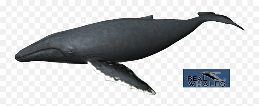 Download Hd Humpback Whale Png - Grey Whale,Humpback Whale Png
