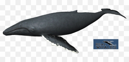 Download Hd Humpback Whale Png - Grey Whale,Humpback Whale Png