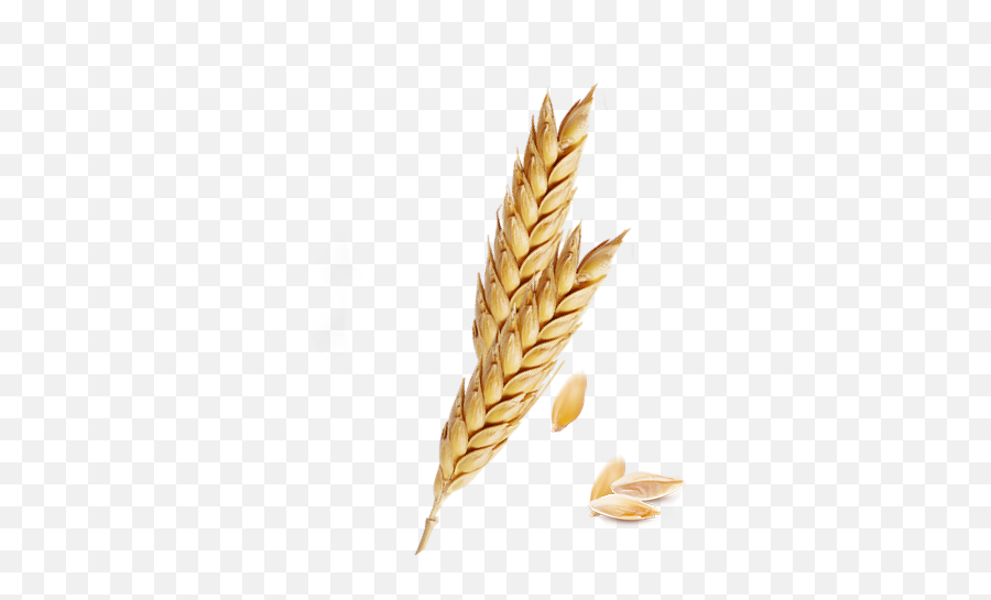Download Hd Png Freeuse Barley Vector - Emmer,Wheat Transparent Background