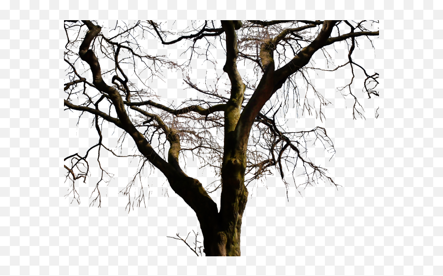 Dead Tree Clipart - Dead Tree Pngs,Bare Tree Png