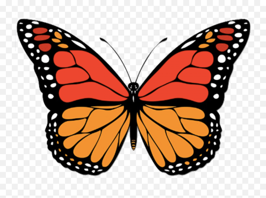 Orange Butterfly Png - Blue Butterfly,Monarch Butterfly Png
