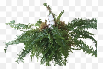 Fern Pendant - Botanical Design Vascular Plant Png,Fern Png
