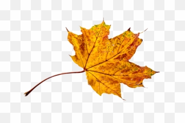 Autumn - Leavestransparentpngimagesfreedownload041 Transparent Background Autumn Leaves Png,Autumn Leaves Png
