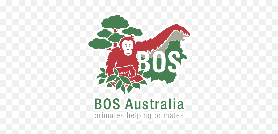 Home - Borneo Orangutan Survival Foundation Png,Orangutan Png