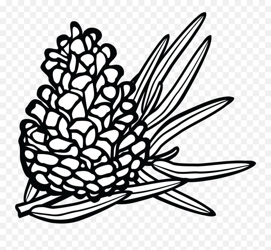 Pine Cone Line Drawing - Pine Cone Clipart Conifers Clipart Black And White Png,Pine Cone Png