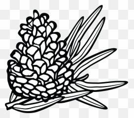 Pine Cone Line Drawing - Pine Cone Clipart Conifers Clipart Black And White Png,Pine Cone Png