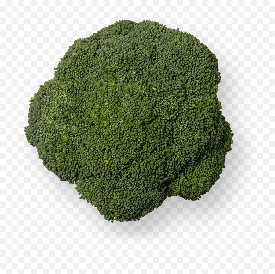 Broccoli Grupo Lucas - Moss Png,Brocoli Png