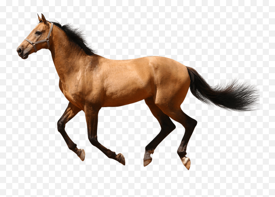 No Background Transparent Png Image - Running Transparent Background Horse Png,Running Transparent