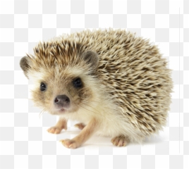 Four Toed African Fur Hedgehog Hq Png - Hedgehog White Background,Porcupine Png