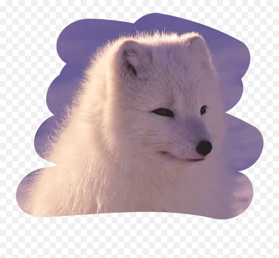 Wolf Ears Png - Arctic Fox,Arctic Fox Png