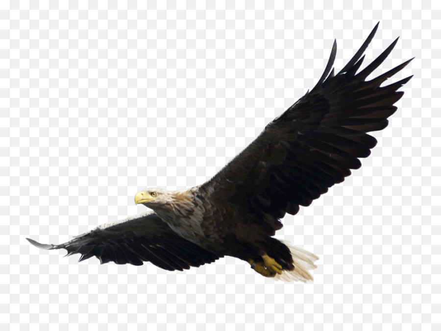 Majestic Bald Eagle Flying Png Image - Flying Eagle Png,Bald Eagle Head Png