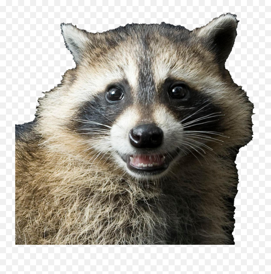 Raccoon Transparent Image - Raccoon Png Transparent,Raccoon Transparent Background