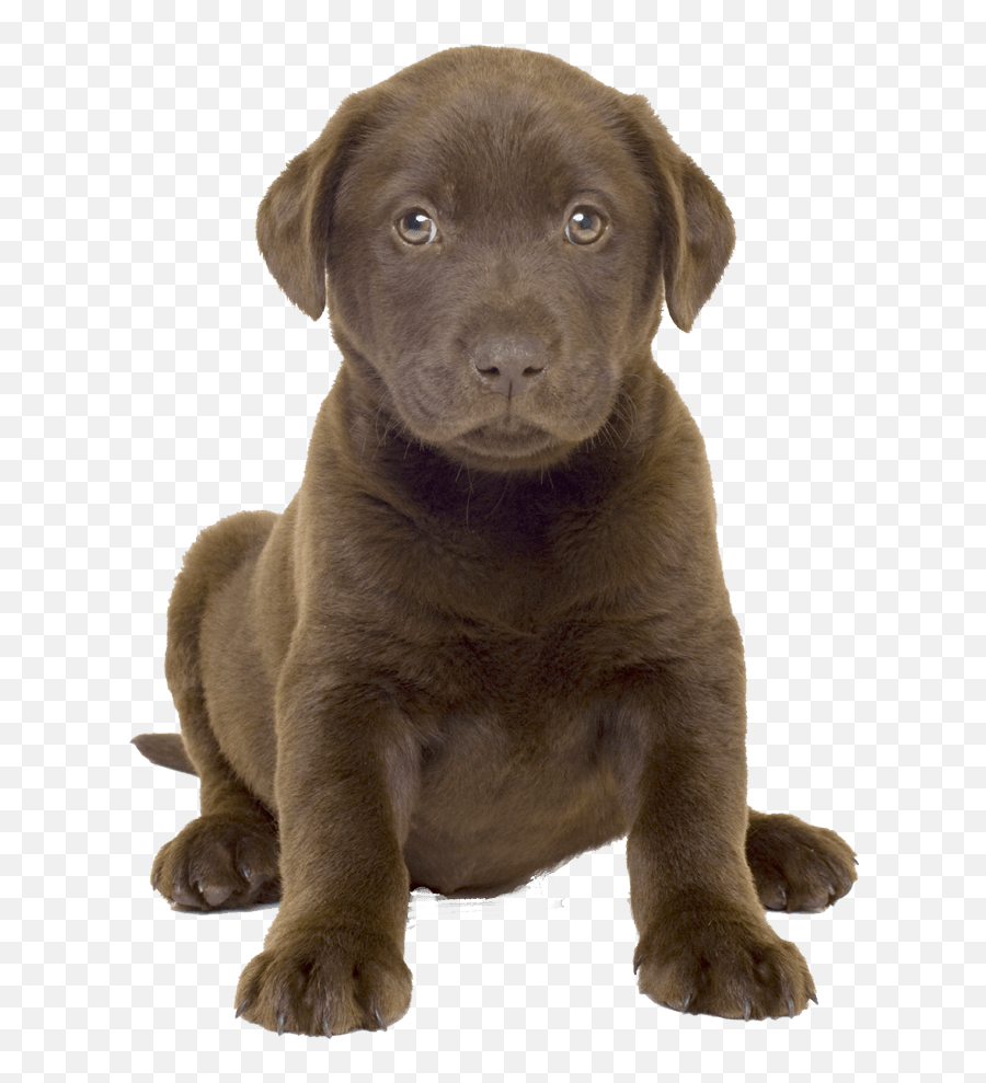 Download Free Png Cute - Chocolate Lab Valentine,Cute Dog Png