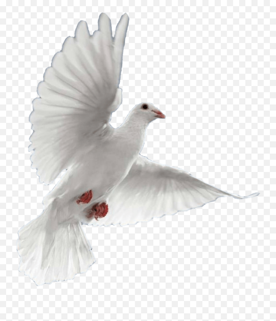 Download Pigeons And Doves Png Image - Doves Transparent,Doves Png
