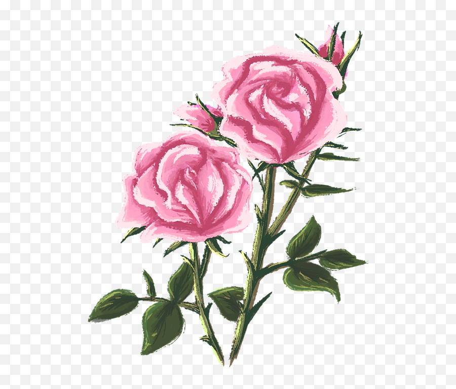 Rose Drawing Painting - Rosebush Drawing Png,Rose Drawing Png