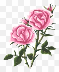 Rose Drawing Painting - Rosebush png