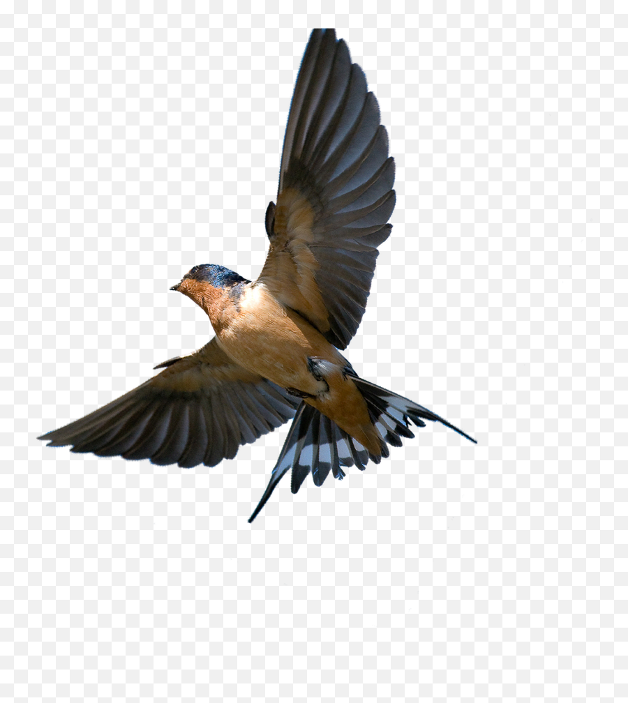 Download Southern Flying Tree Rough - Barn Swallow In Flight Png,Barn Png