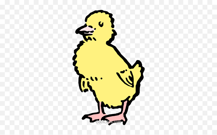 Baby Chick Royalty Free Vector Clip Art Illustration - Landfowl Png,Baby Chick Png