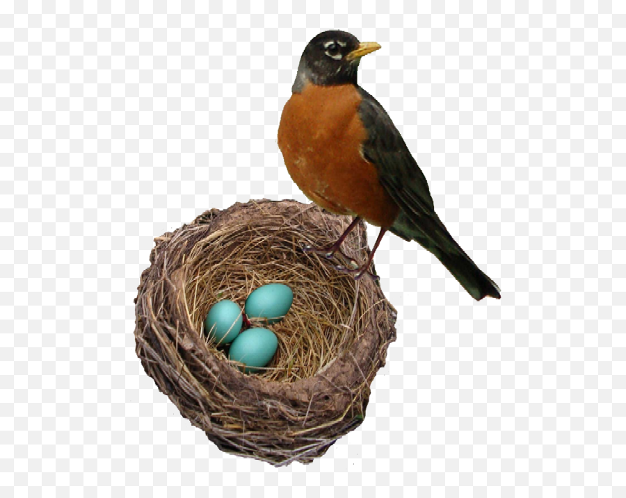American Robin Png Transparent Picture - Robin Bird And Eggs,Robin Transparent