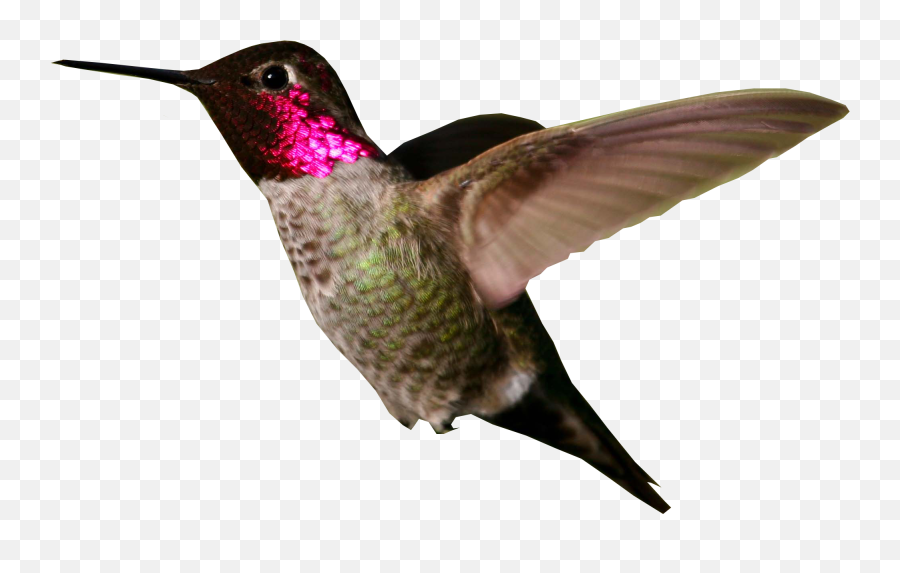 Hummingbird Png Images Free Download
