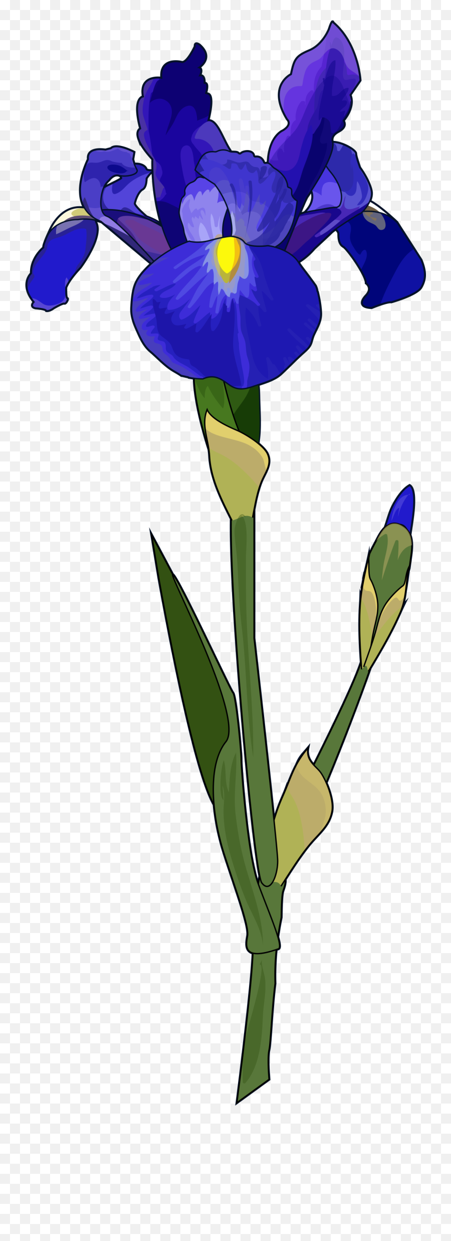 Blue Iris Flower Transparent Png Image - Transparent Iris Flower Png,Iris Flower Png