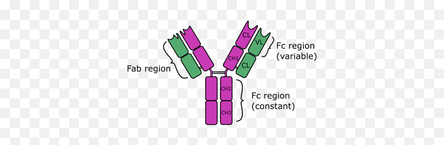 Anti - Immunoglobulin D Igd Secondary Antibodies Igd Immunoglobulin Png,D&d Png