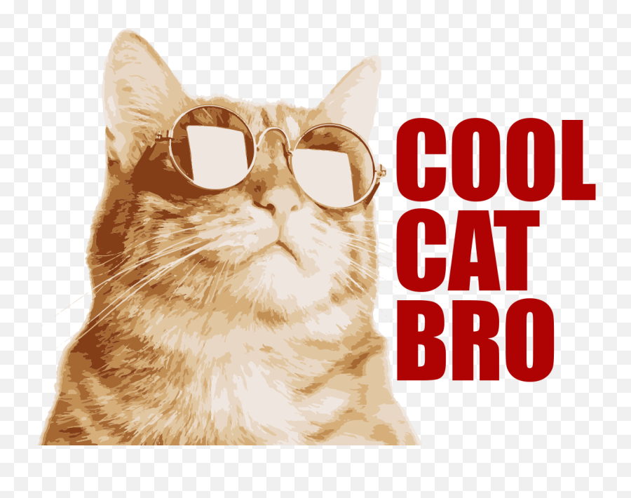 The Cool Cat Bro - Funny Cat Jokes Png,Cool Cat Png