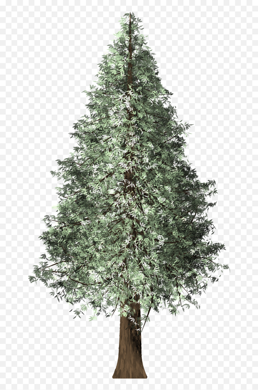 Redwood Tree Christmas - Redwood Christmas Tree Png,Redwood Tree Png
