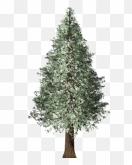 Redwood Tree Christmas - Redwood Christmas Tree Png,Redwood Tree Png
