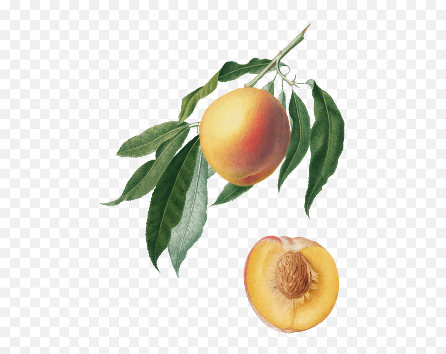 Peaches - Ela Family Farms Orange Png,Peach Transparent