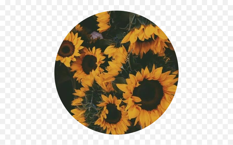 Sunflower Aesthetic - Cute Wallpapers Sunflower Png,Yellow Circle Transparent