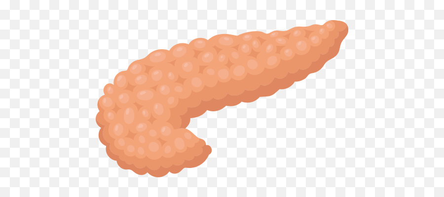 Pancreas Vector Icons Free Download In - Sea Cucumber Png,Pancreas Icon