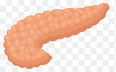 Pancreas Vector Icons Free Download In - Sea Cucumber png