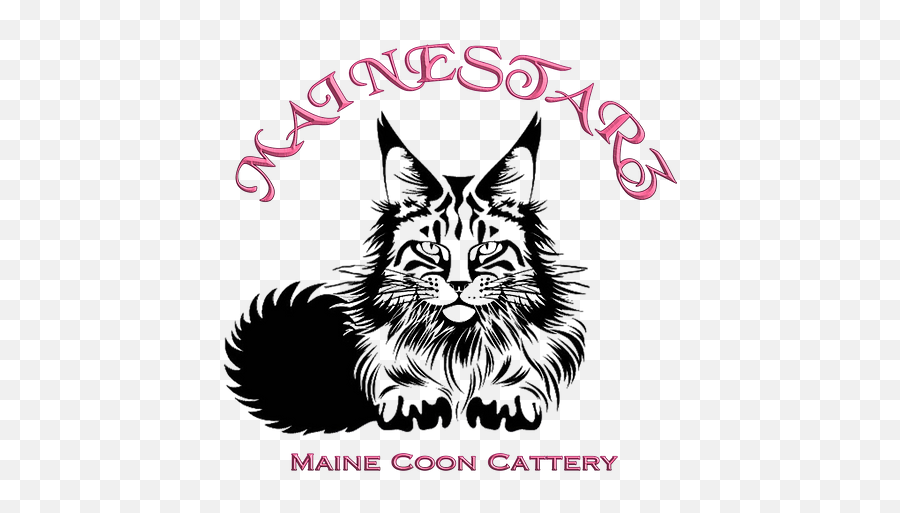 Home Mainestarz - Maine Coon Illustration Png,Starz Icon