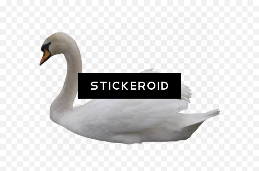 Download Black Swan - Tundra Swan Png Image With No Tundra Swan,Swan Png