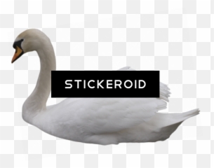 Download Black Swan - Tundra Swan Png Image With No Tundra Swan,Swan Png