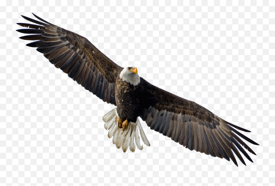 Soaring Eagle Transparent Png - Transparent Background Eagle Fly Png,Bald Eagle Transparent