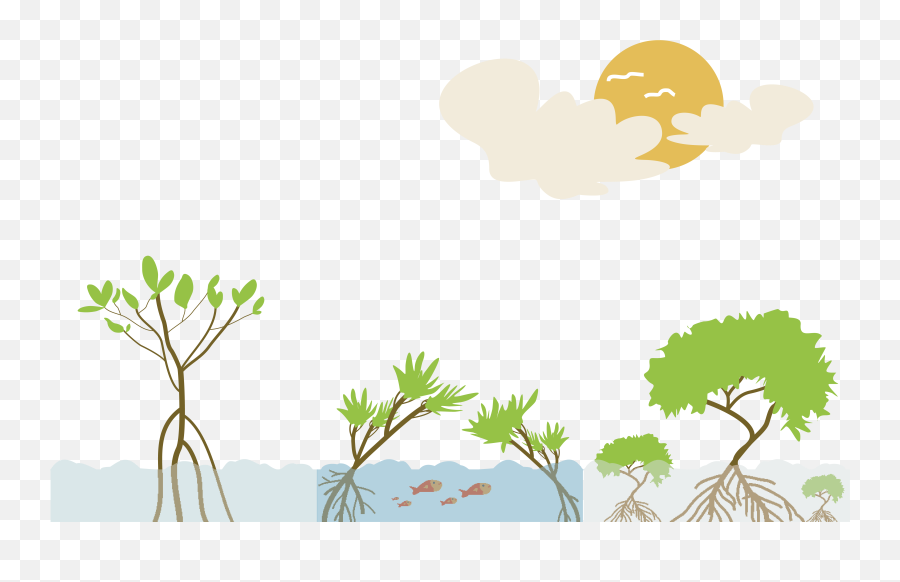 Download Mangrove Clipart Aerial Plant - Mangrove Png,Mangrove Png