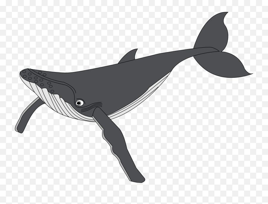 Humpback Whale Clipart Transparent Png - Gray Whale Clipart,Humpback Whale Png