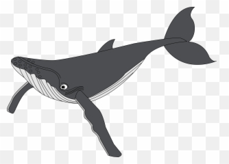 Humpback Whale Clipart Transparent Png - Gray Whale Clipart,Humpback Whale Png